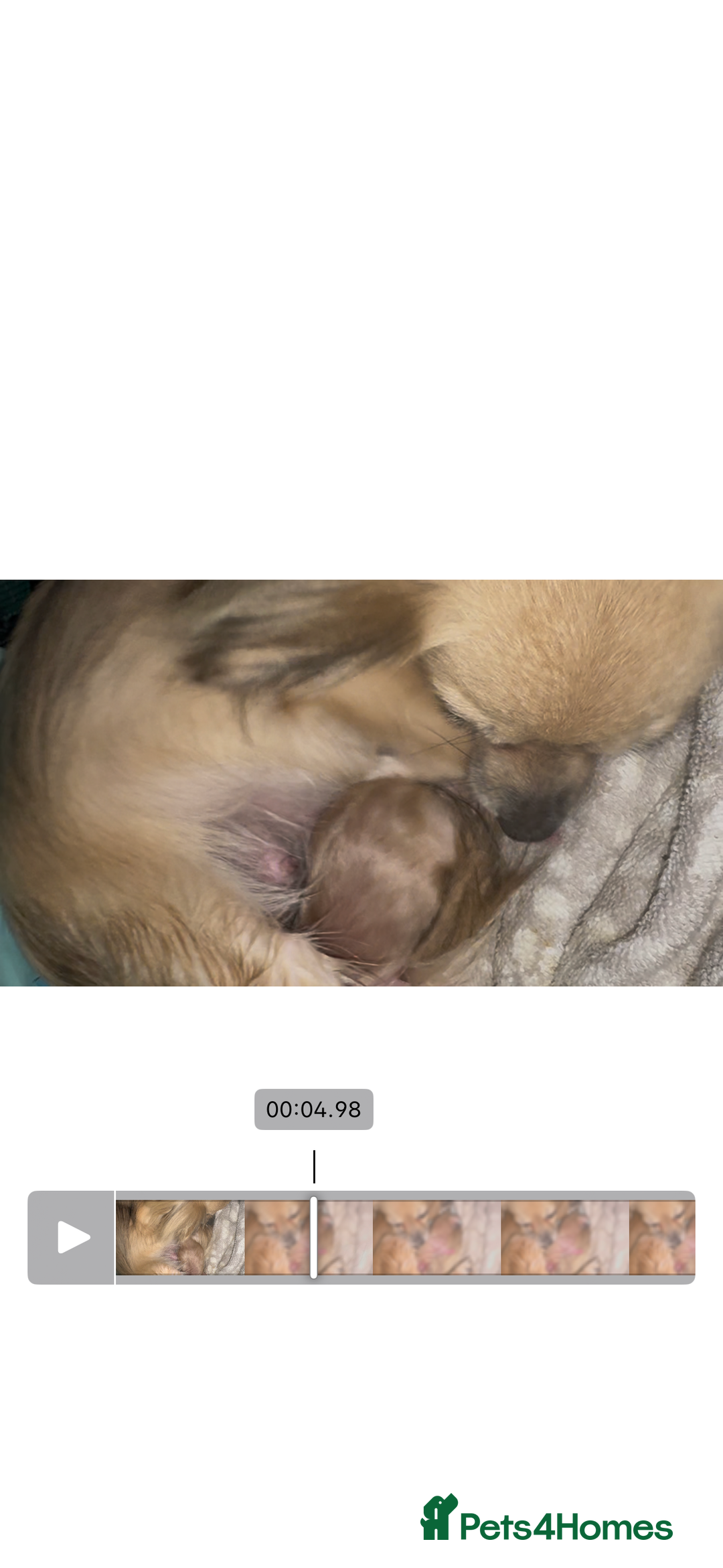 Chihuahua dogs for sale: Two beautiful fluffy chi girls  - Advert 8