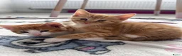 Mixed Breed cats for sale: Gorgeous, playful kittens for sale - Advert 12