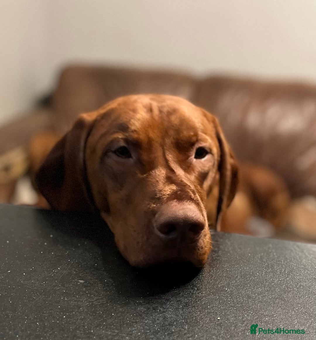 Hungarian Vizsla dogs for stud: Health tested KC Regd. Stud dog  - Image 5