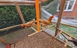 Chickens poultry for sale: Shaver brown chickens - Image 10
