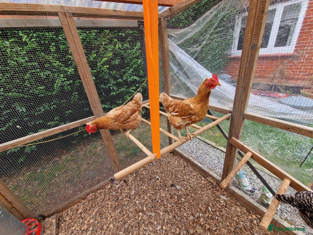 Chickens poultry for sale: Shaver brown chickens - Image 10