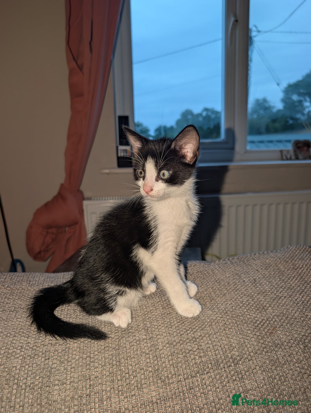 Domestic Shorthair cats for sale: Kittens for sale  - Image 2