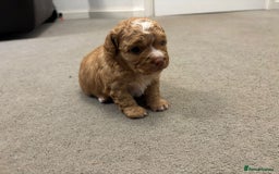 Mixed Breed dogs for sale: Cockapoochi Puppies - Image 1