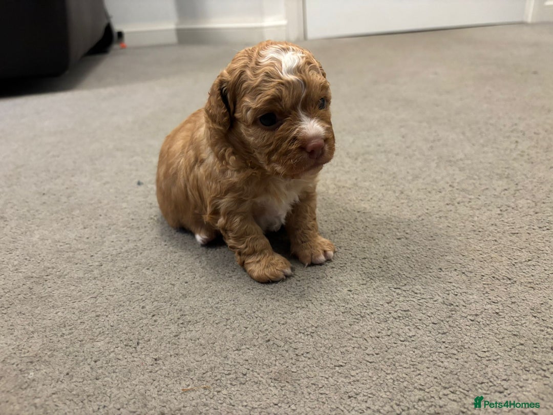 Mixed Breed dogs for sale: Cockapoochi Puppies - Image 1