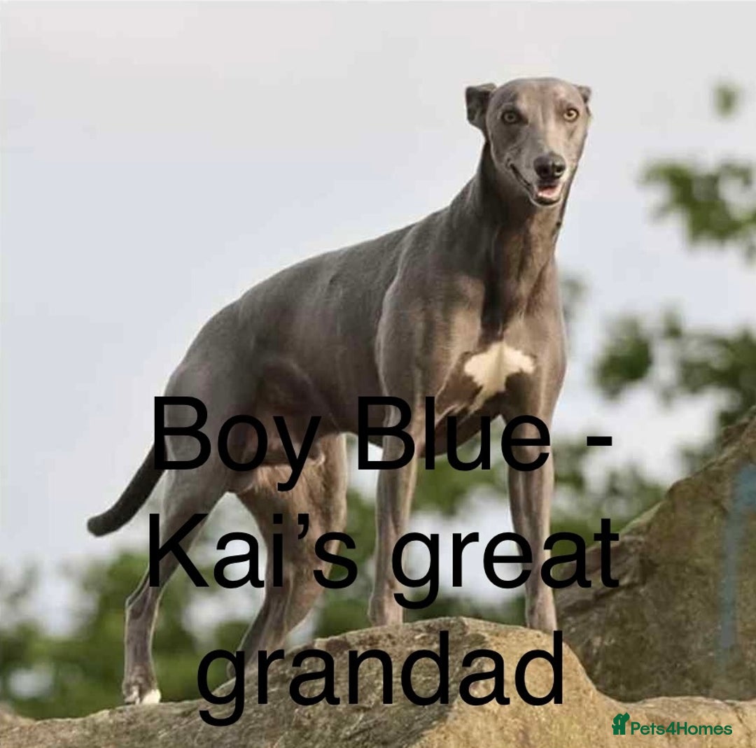 Whippet dogs for sale: Beautiful Whippet puppies for sale!  - Image 15