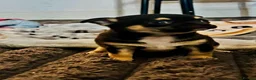 Chihuahua dogs for sale: Chihuahua puppy's for sale - Advert 6