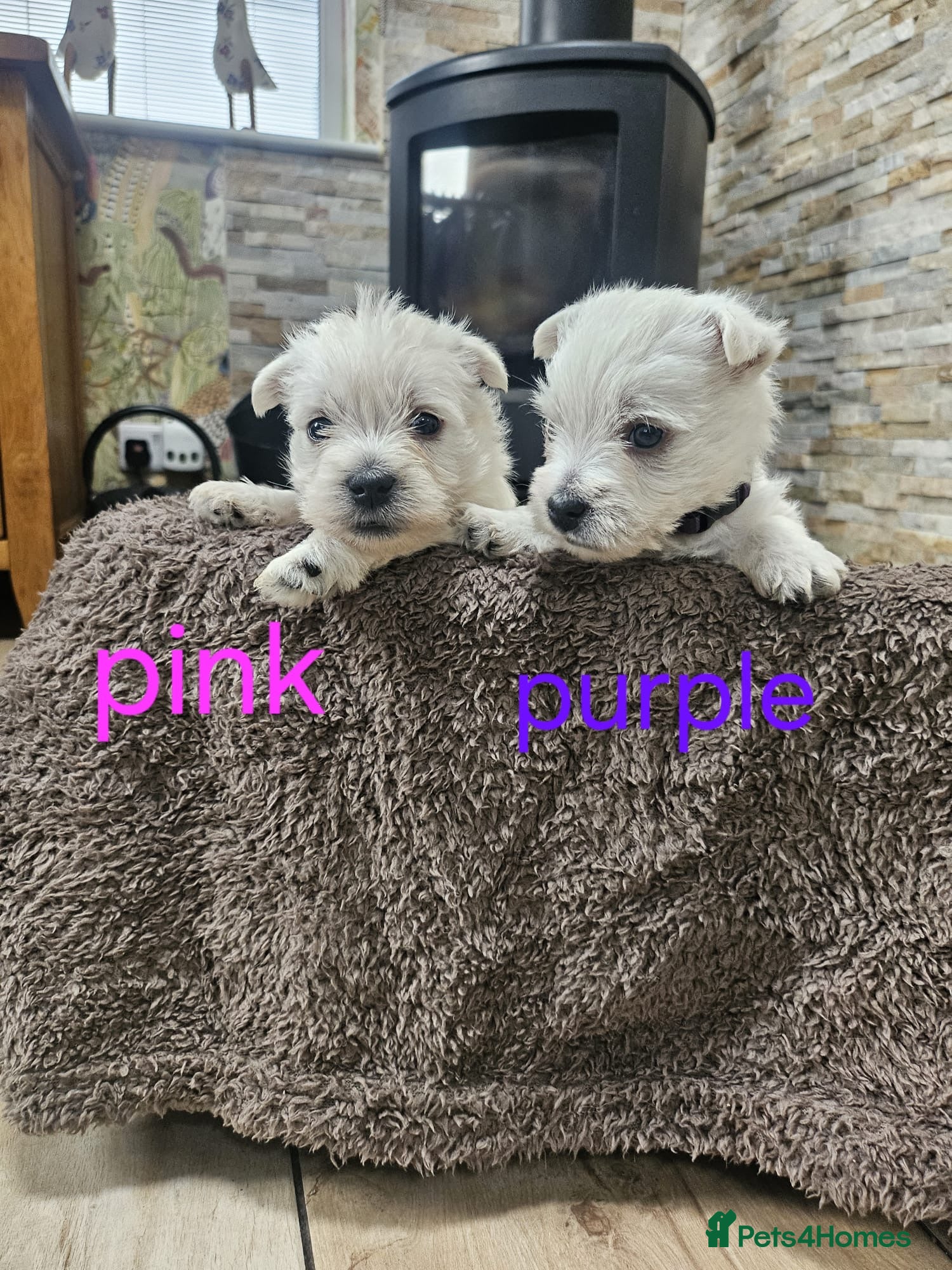 West Highland Terrier dogs WEST HIGHLAND TERRIERS  - Advert 6