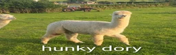 Alpaca livestock for sale: BAS registered breeding female Alpacas  - Advert 8