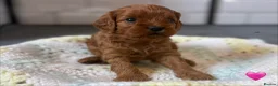 Cavapoo dogs for sale: Beautiful Cavapoo pups ready to leave 20th August! in Thetford - Advert 7