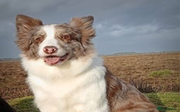 Border Collie dogs for sale: Stunning KC registered blue and white bitch  - Image 12