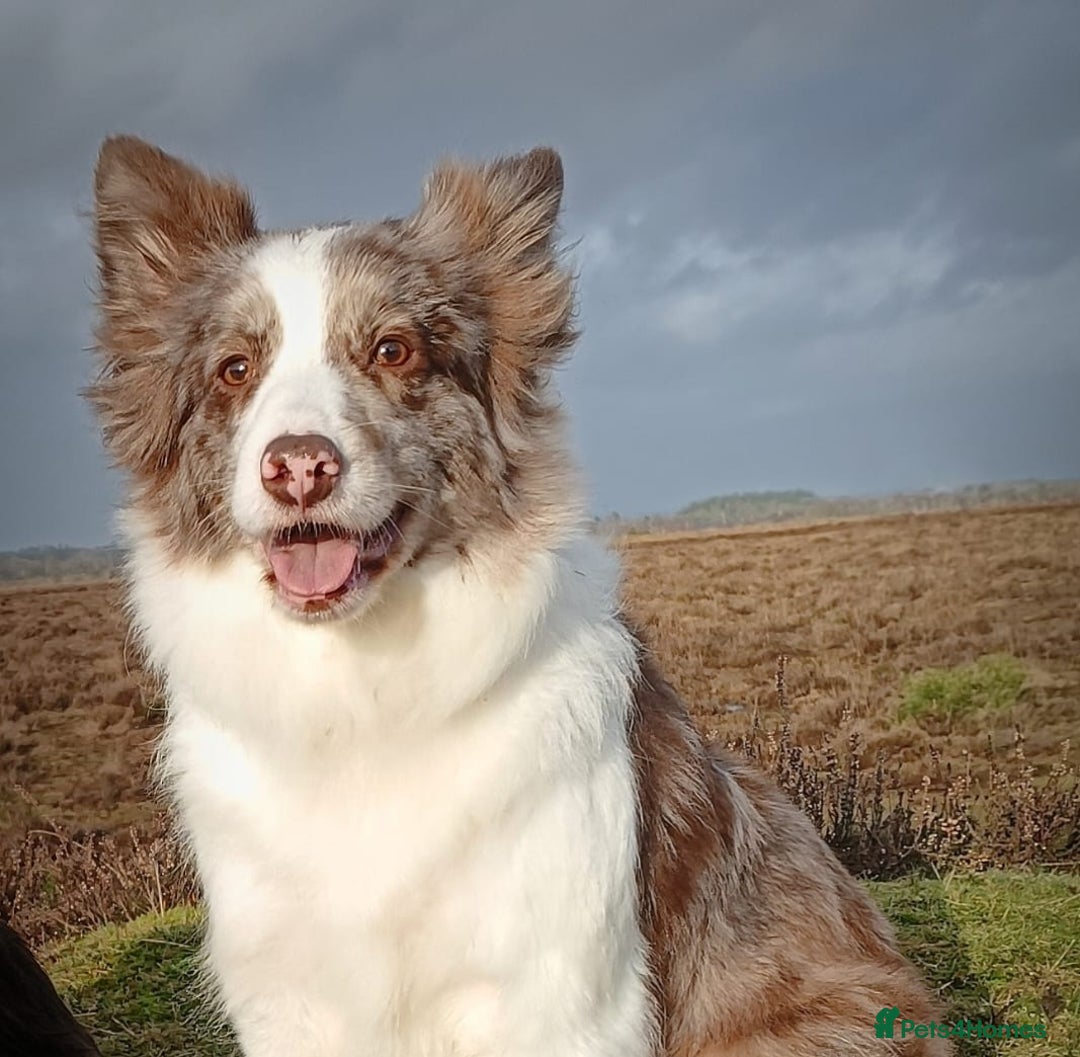 Border Collie dogs for sale: Stunning KC registered blue and white bitch  - Image 12