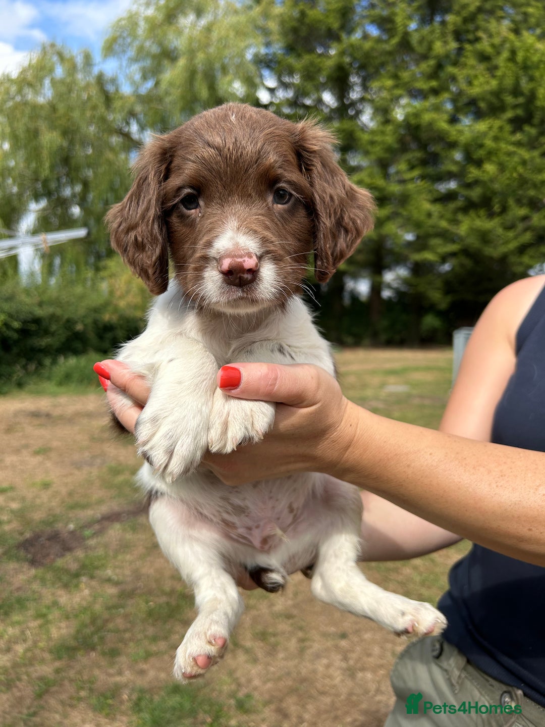 English Springer Spaniel dogs for sale: KC Working Springer Spaniel Puppies - Image 12