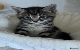 Mixed Breed cats for sale: 4 kittens for sale - Image 1