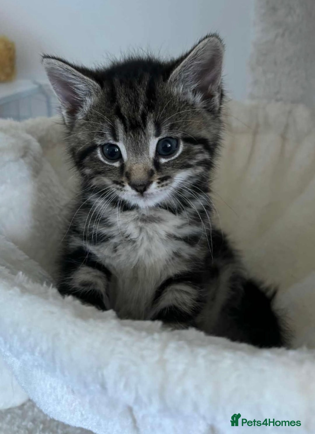Mixed Breed cats for sale: 4 kittens for sale - Image 1