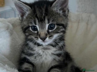 Mixed Breed cats - Advert 35