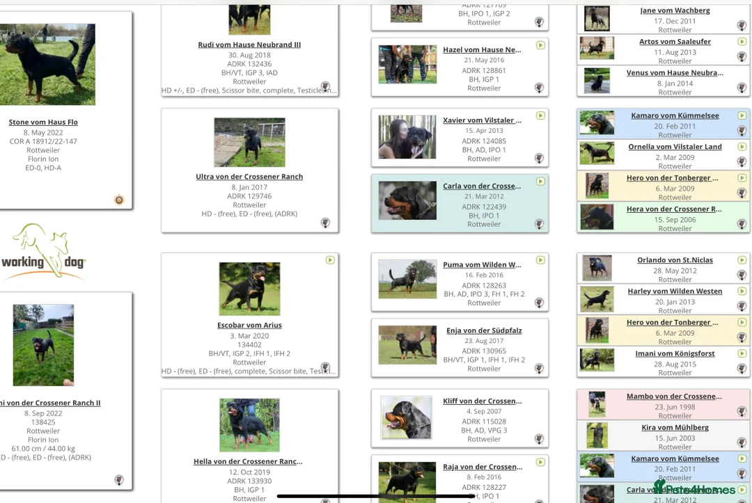 Rottweiler dogs for sale: Top German Rottweiler in Dudley - Advert 6