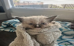 Ragdoll cats for sale: 2 gorgeous ragdoll kittens needing forever homes - Image 6