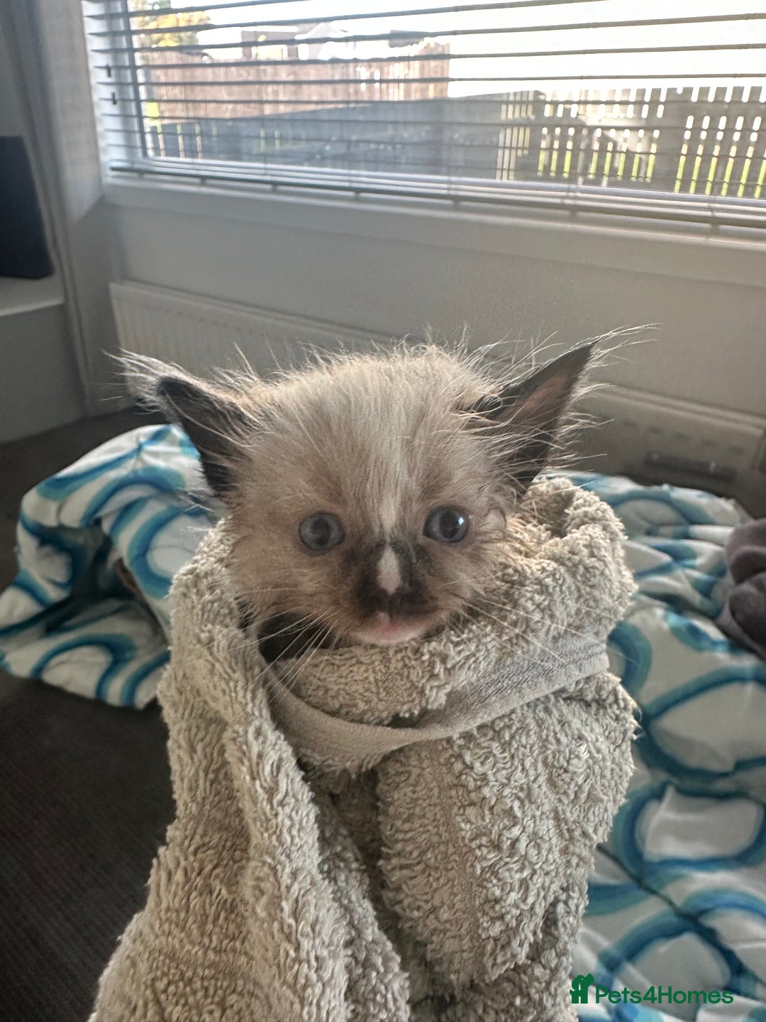 Ragdoll cats for sale: 2 gorgeous ragdoll kittens needing forever homes - Image 6