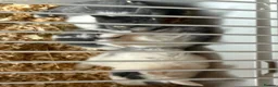 Mixed Breed rabbits for sale: Rabbits for sale  - Advert 3