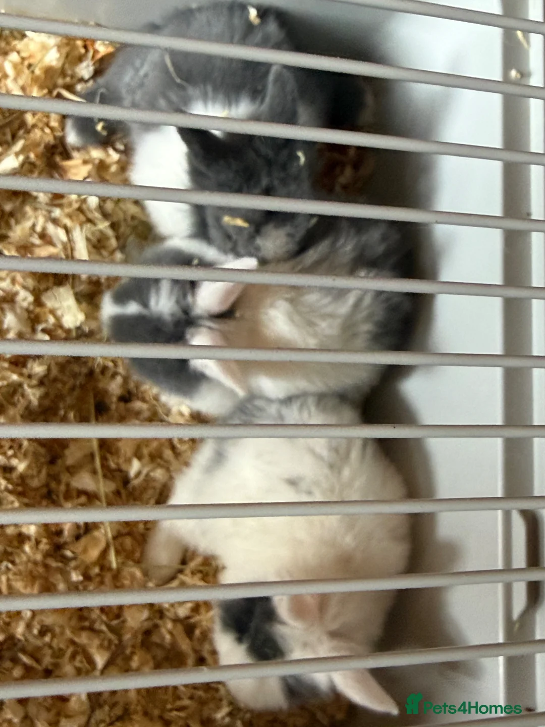Mixed Breed rabbits for sale: Rabbits for sale  - Advert 3