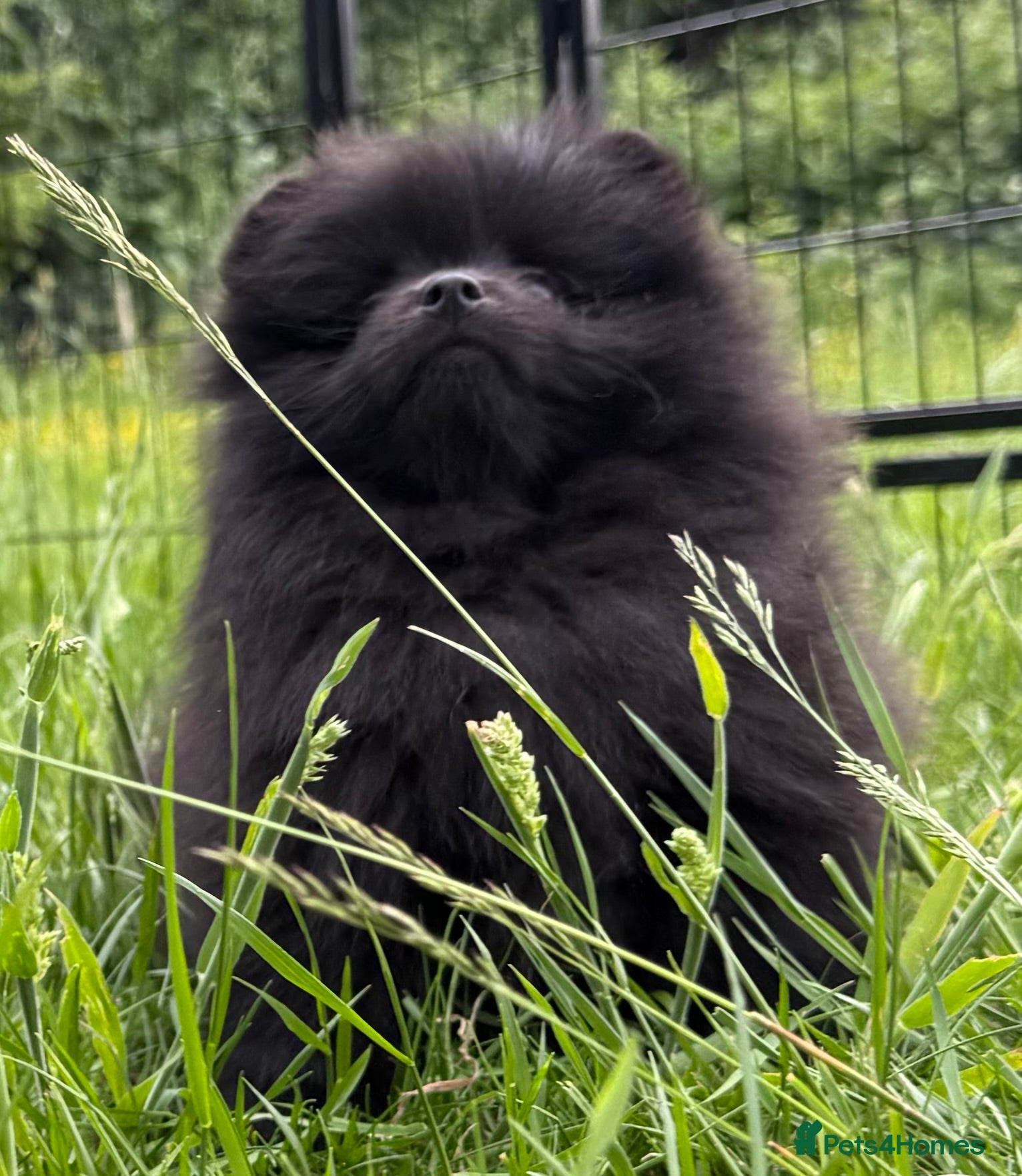 Pomeranian dogs for sale:  Rare colour Russian line Teddy Bear Pom Puppies ✨ - Advert 20