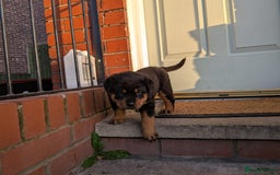 Rottweiler dogs for sale: Exclusive UK Rottweiler Puppy Champion Bloodlines - Image 17