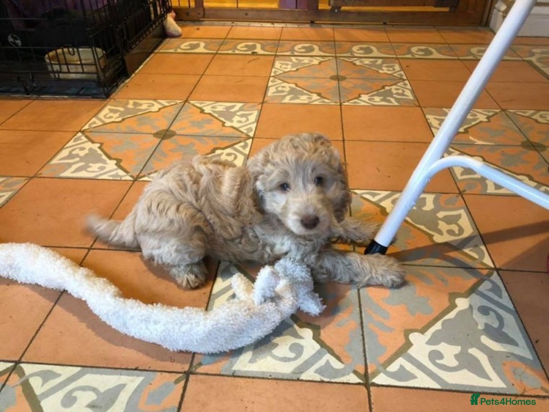 Poodle dogs for stud: AT STUD MINIATURE POODLE JESSE 9 clear DNA tests in High Wycombe - Image 9