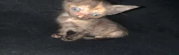 Mixed Breed cats for sale: Beautiful tortie shell girl in London - Advert 7