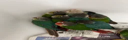 Conures birds for sale: Ready Now: Hand-Reared Baby Conures - Advert 9