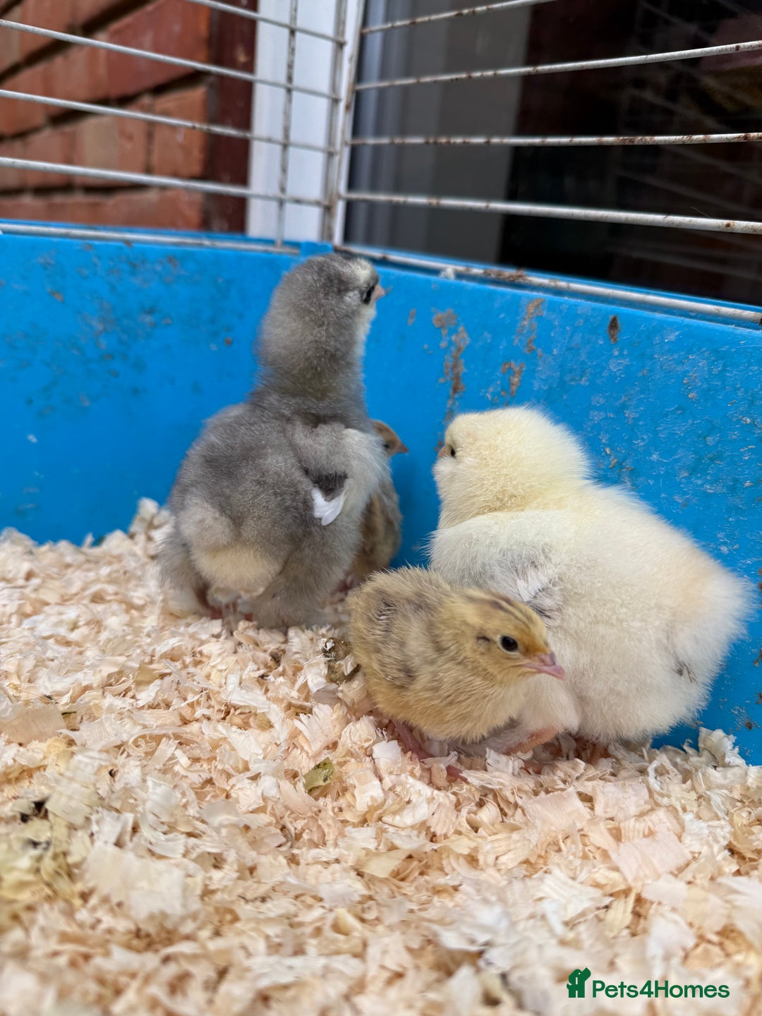 Chickens poultry for sale: Brahma, faverolles and quail chicks - Image 5