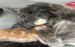 Maine Coon cats for sale: TICA REGISTERD MAINCOON KITTEN’S ⭐️ - Image 20