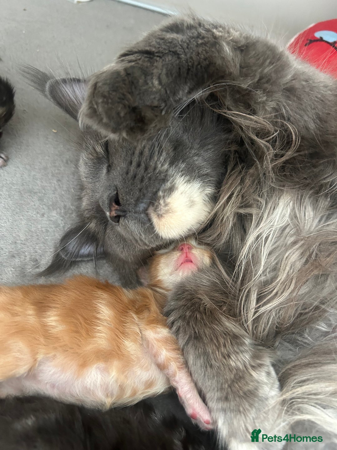 Maine Coon cats for sale: TICA REGISTERD MAINCOON KITTEN’S ⭐️ - Image 20