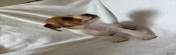 Jack Russell dogs for sale: 5 jack russell puppies for sale  - Advert 7