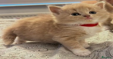 British Longhair cats - Advert 9