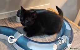 Maine Coon cats for sale: Maine coon cross kittens  - Advert 25