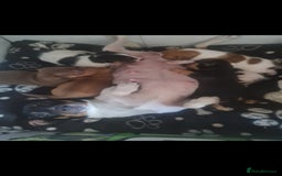Jack Russell dogs for sale: 9 weeks old Jack Russel puppy's  - Image 9