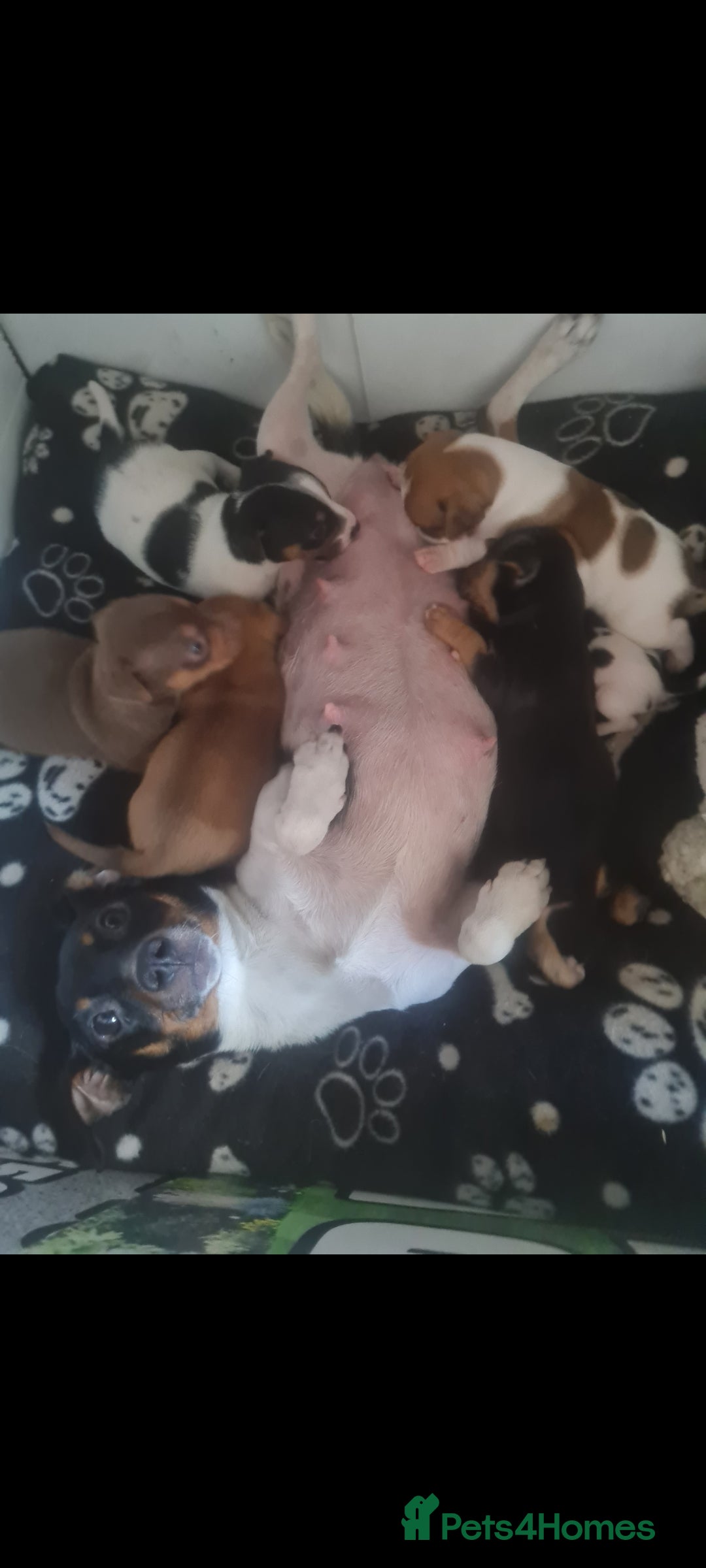 Jack Russell dogs for sale: 9 weeks old Jack Russel puppy's  - Image 9