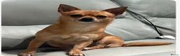 Chiweenie dogs for sale: chi-weenie Puppy's for sale  in Wallsend - Advert 8