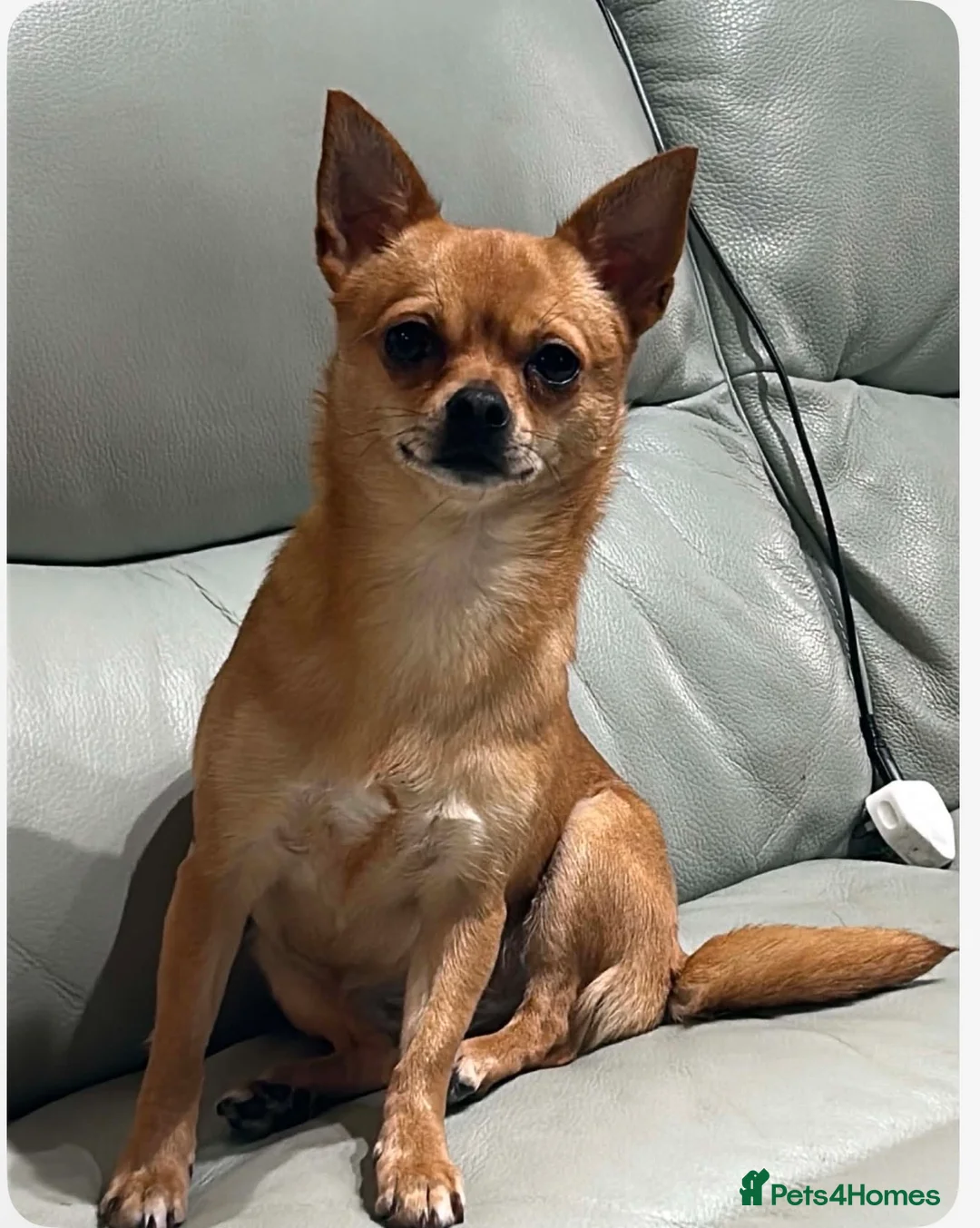 Chiweenie dogs for sale: chi-weenie Puppy's for sale  in Wallsend - Advert 8