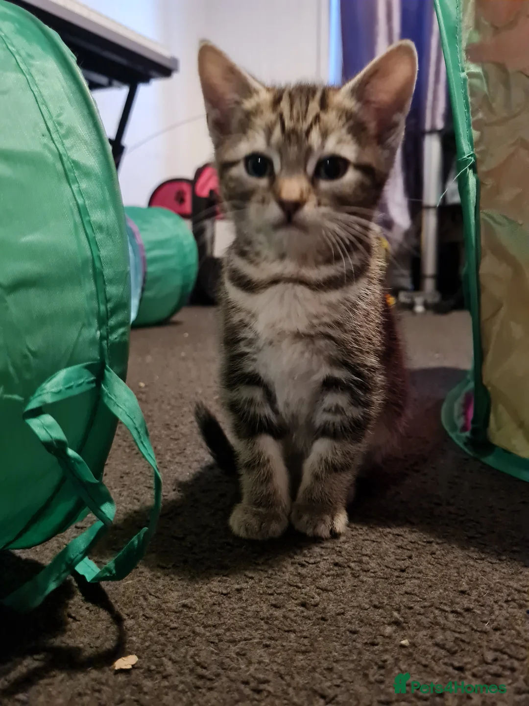 Mixed Breed cats for sale: Beautiful 8 week old kittens - Advert 4