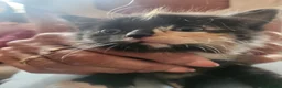 Mixed Breed cats for sale: Kittens - Advert 3