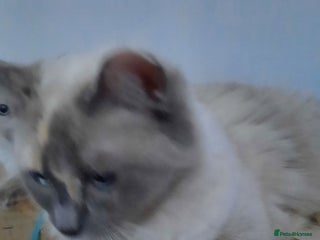 Ragdoll cats - Advert 29