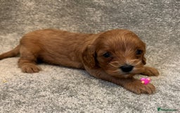 Cavapoo dogs for sale: Fully health tested Cavapoo pups🐶🎅 **   - Advert 2
