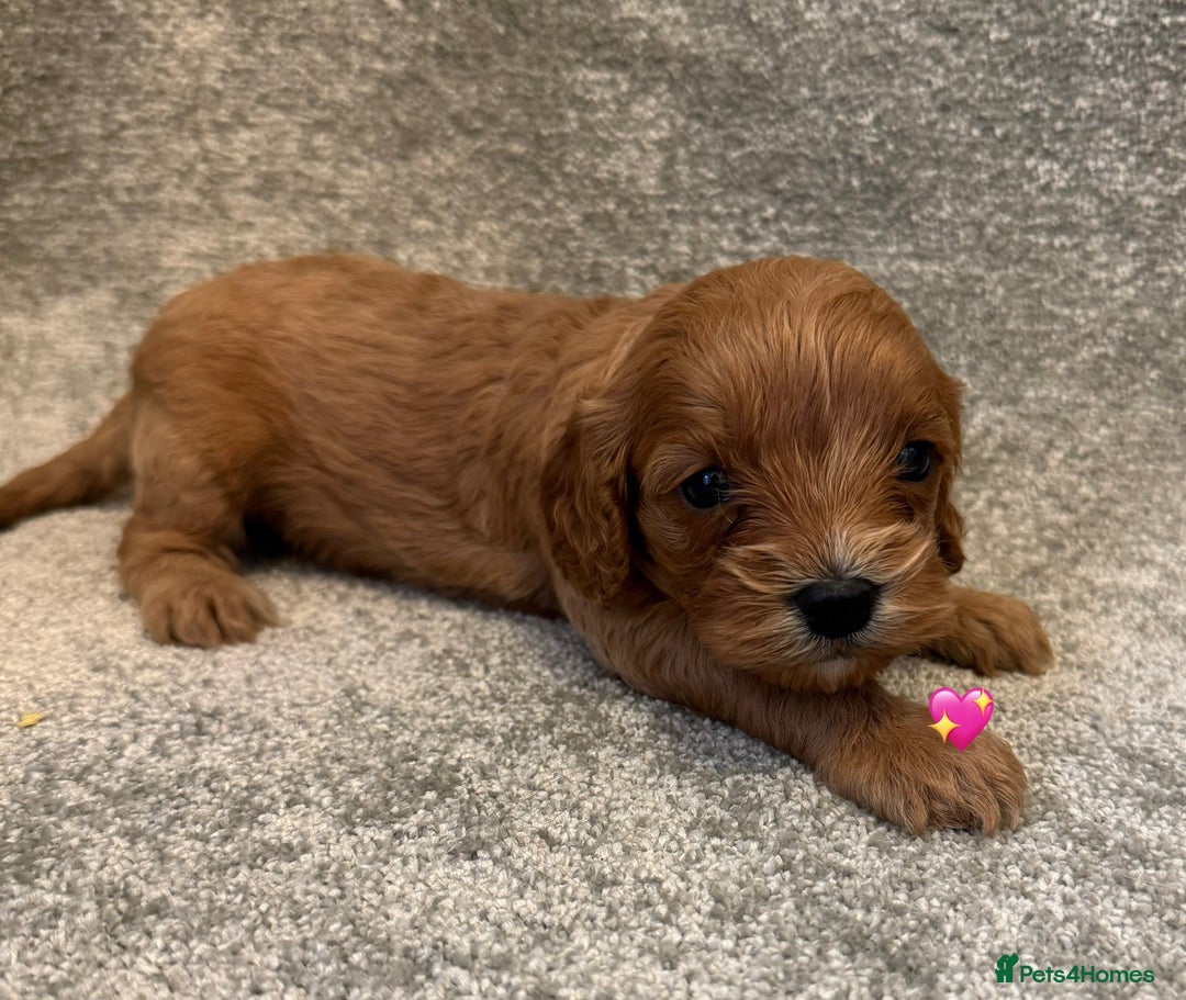 Cavapoo dogs for sale: Fully health tested Cavapoo pups🐶🎅 **   - Advert 2