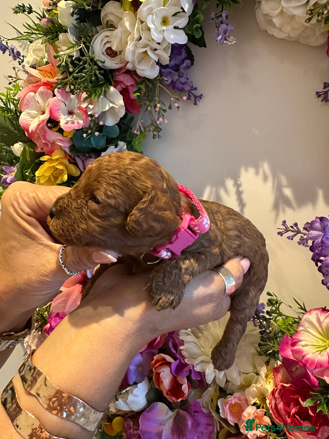 Cavapoo dogs for sale: STUNNING DEEP RED CAVAPOO PUPPIES  - Image 24
