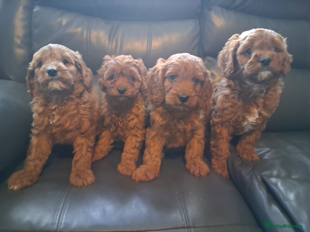 Cavapoo dogs for sale: 4 adorable Cavapoo puppies - Advert 2