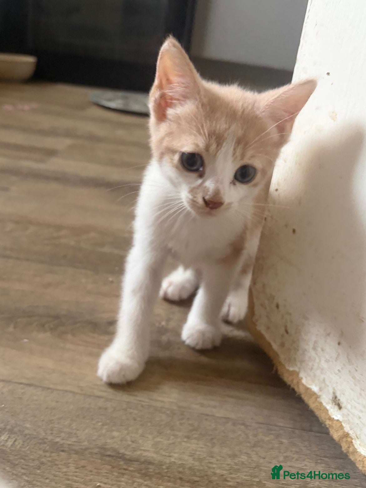Mixed Breed cats Beautiful Kittens for Sale - Advert 15