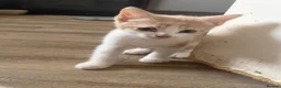 Mixed Breed cats for sale: Beautiful Kittens for Sale - Advert 1