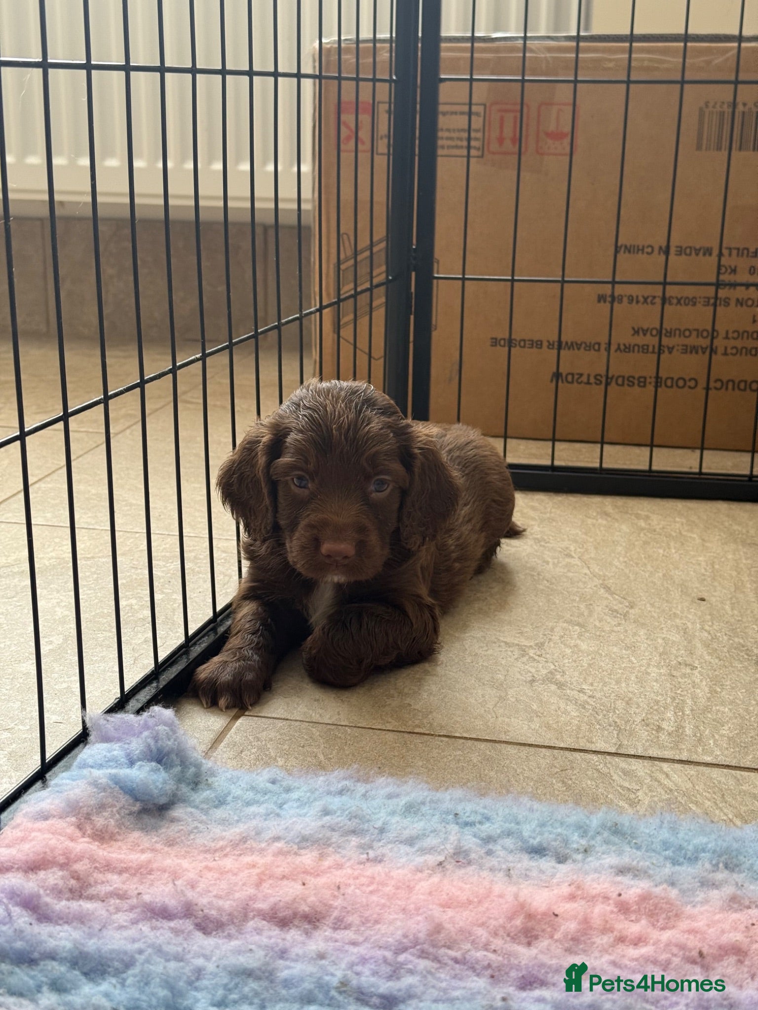 Sprocker dogs Male sprocker puppy - Advert 1
