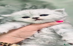 Persian cats for sale: Pure chinchilla Persians!!  - Image 11